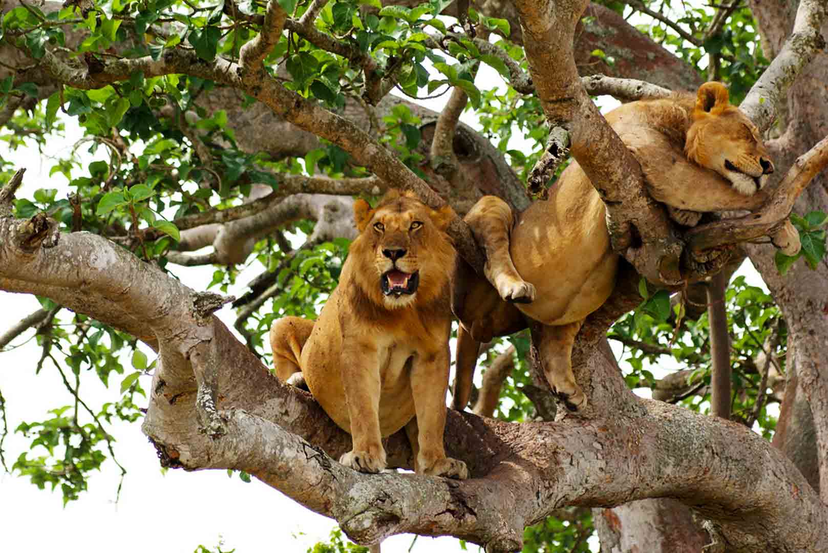 Day Trip Safari Lake Manyara National Park